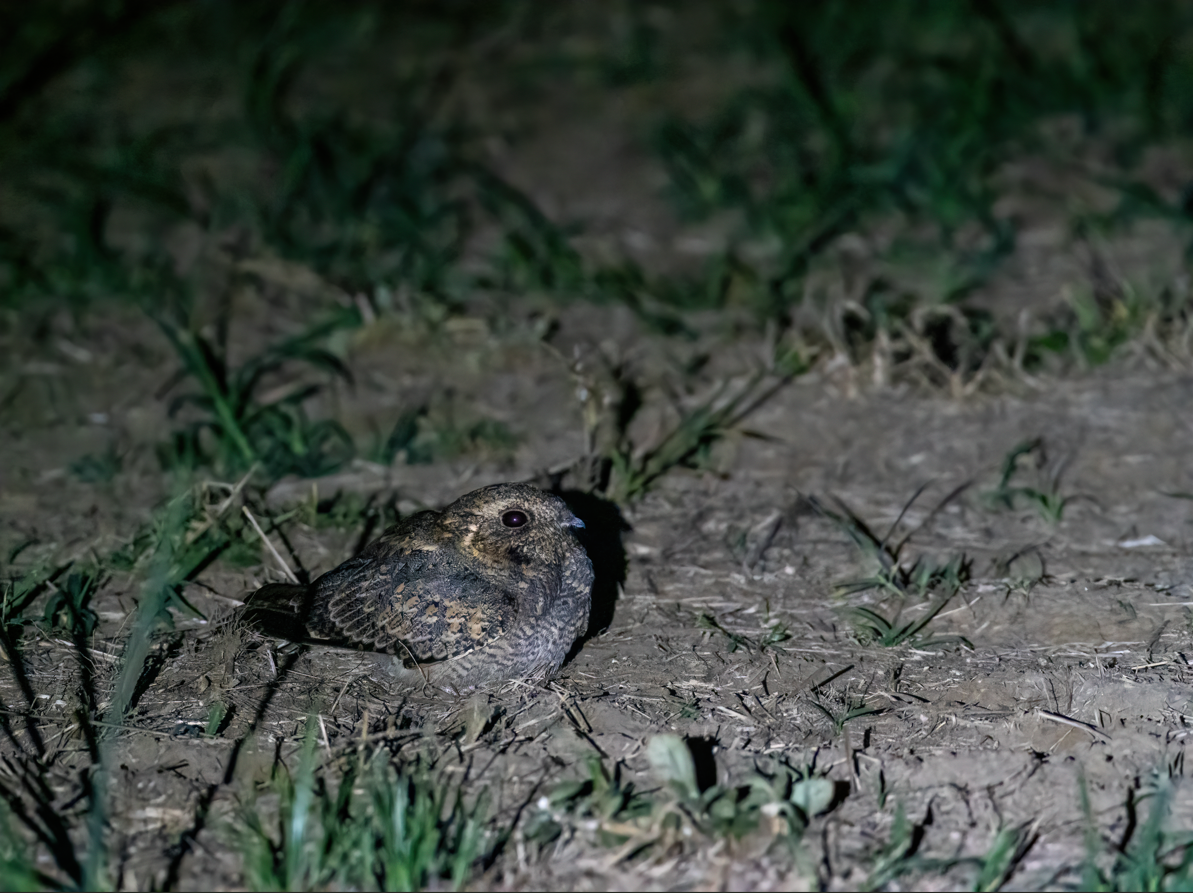 Savanna Nightjar - ML646601059