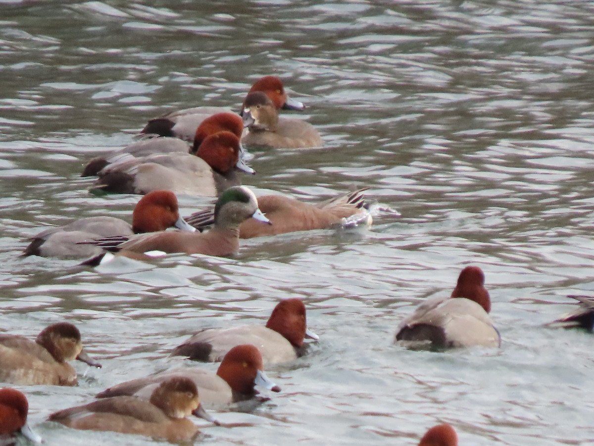 Redhead - ML646601060