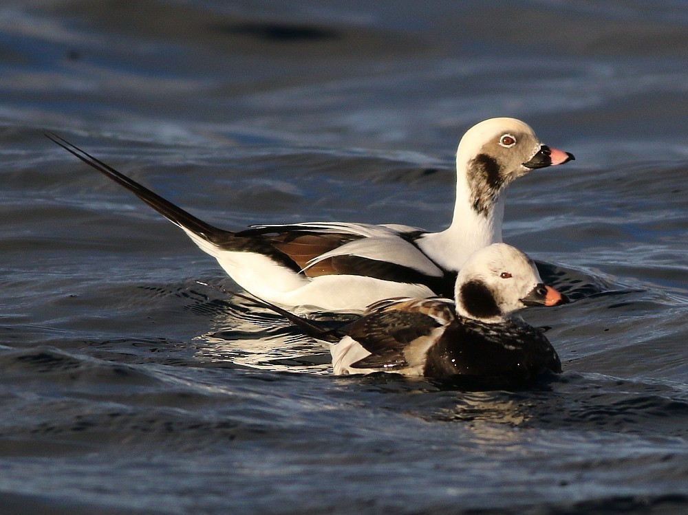 長尾鴨 - ML646601067