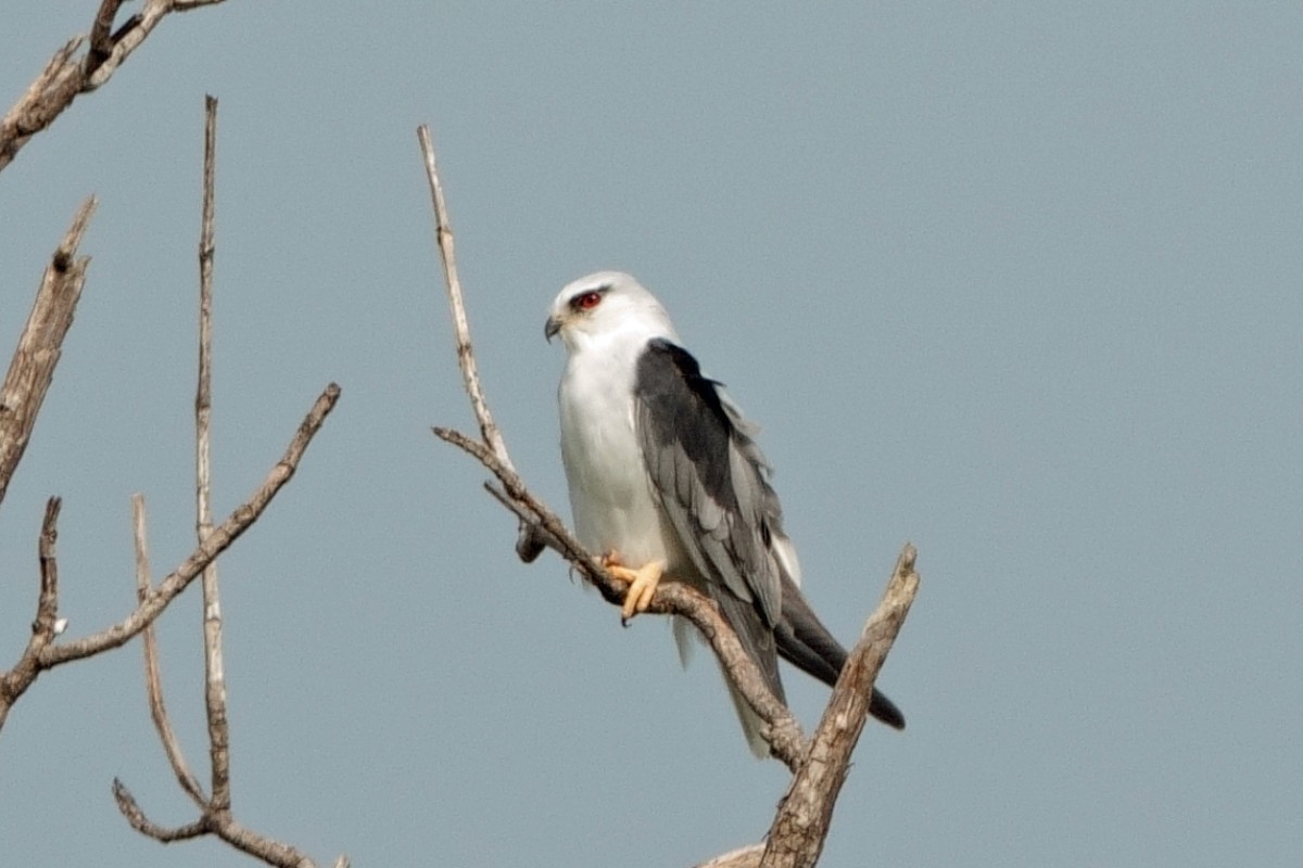 黑翅鳶 - ML646601069