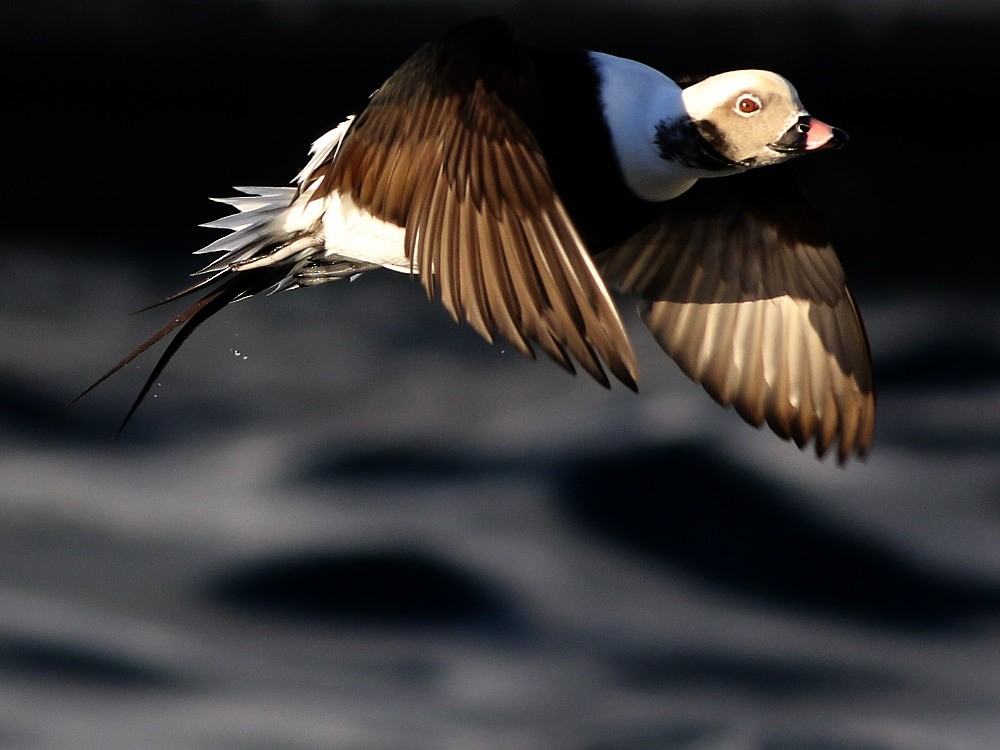 長尾鴨 - ML646601070