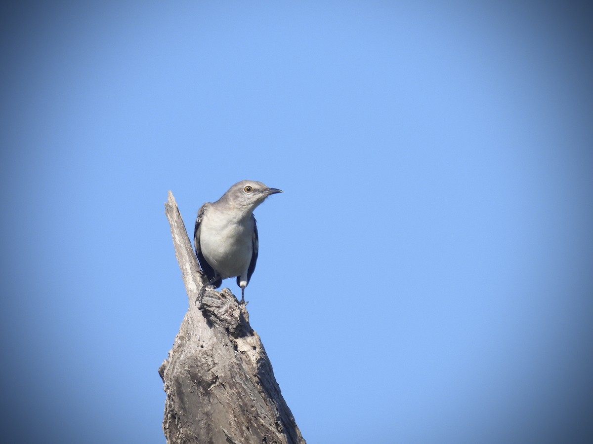 חקיינית צפונית - ML646601072