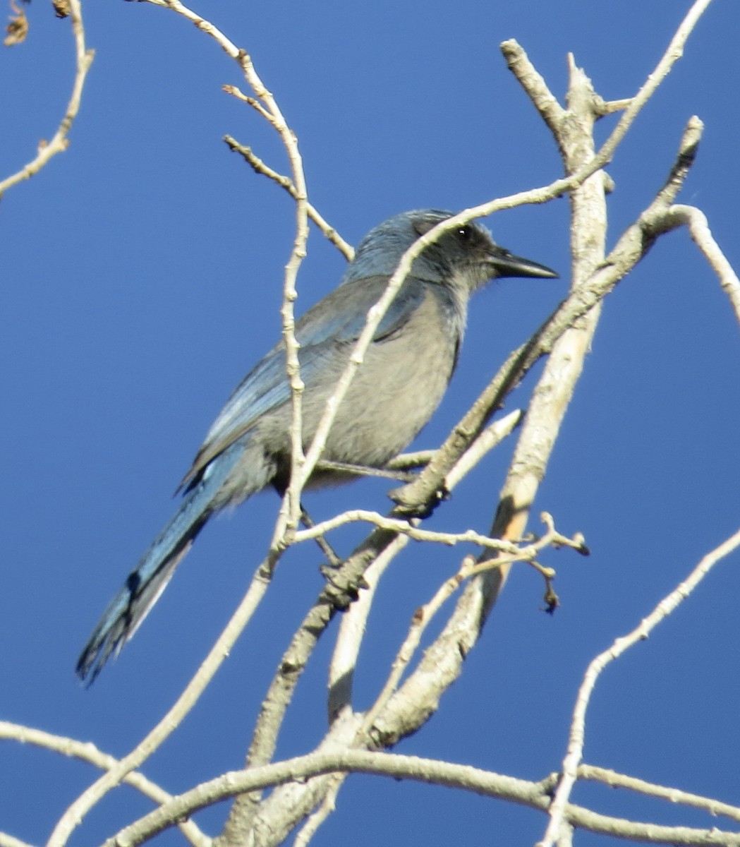 Woodhouse's Scrub-Jay - ML646601073