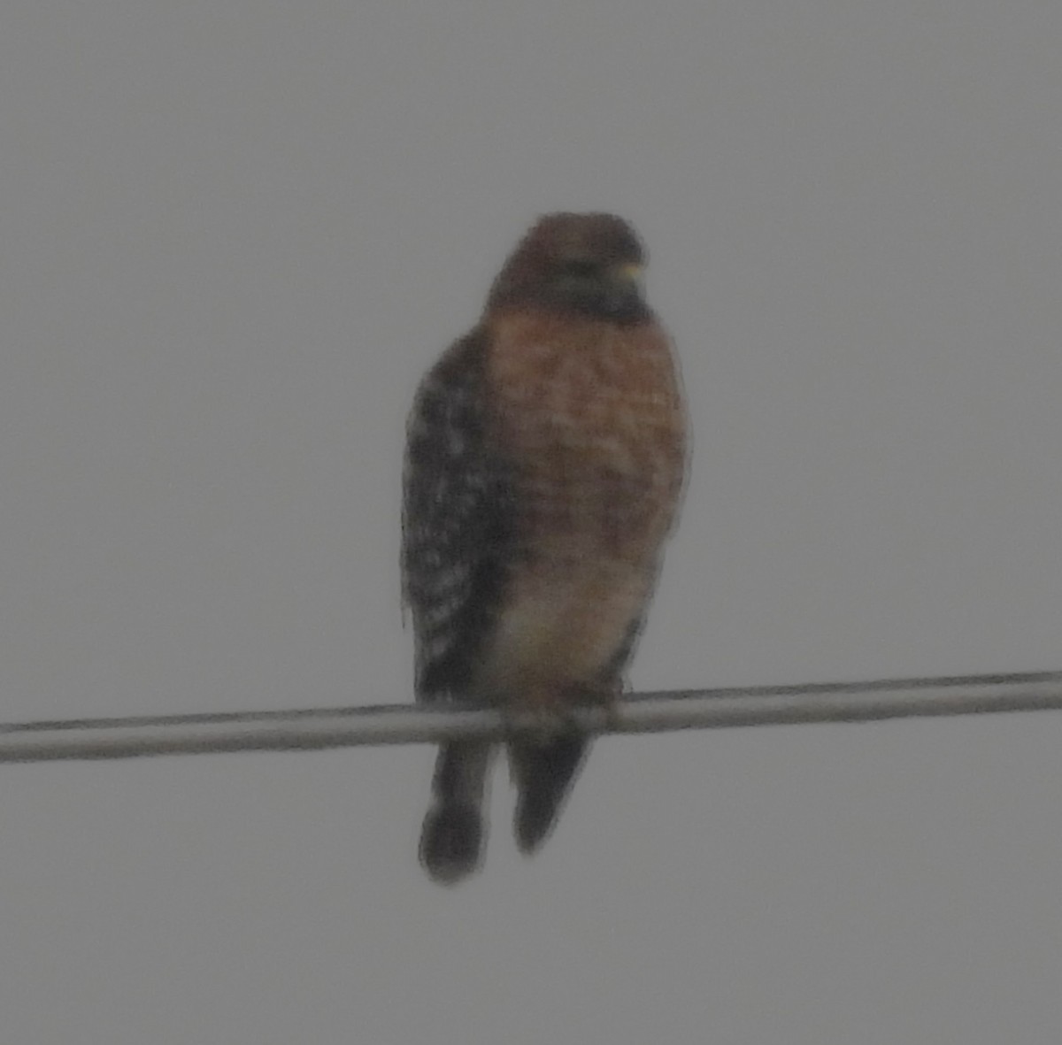 rødvingevåk - ML646601075