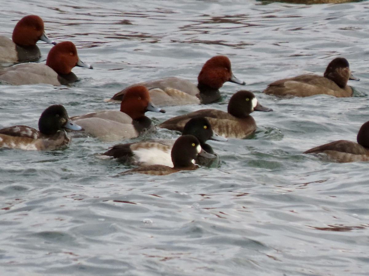 Морская чернеть - ML646601076