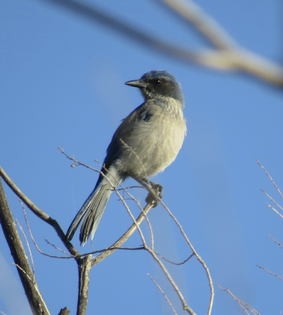 Woodhouse's Scrub-Jay - ML646601079