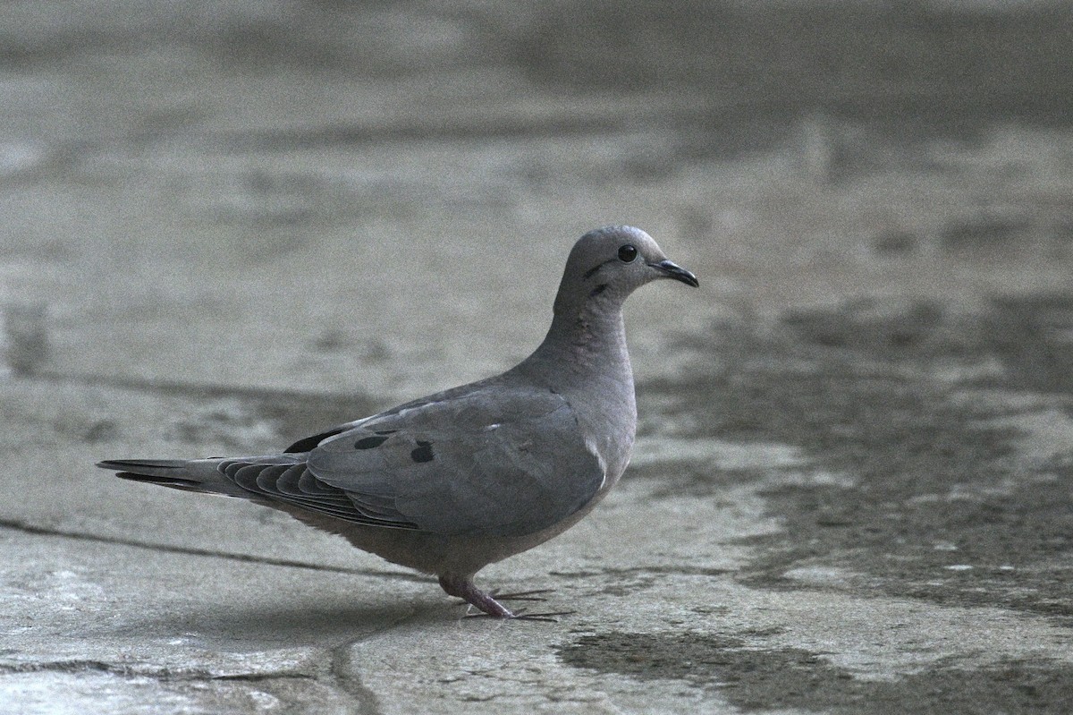 Eared Dove - ML646601080