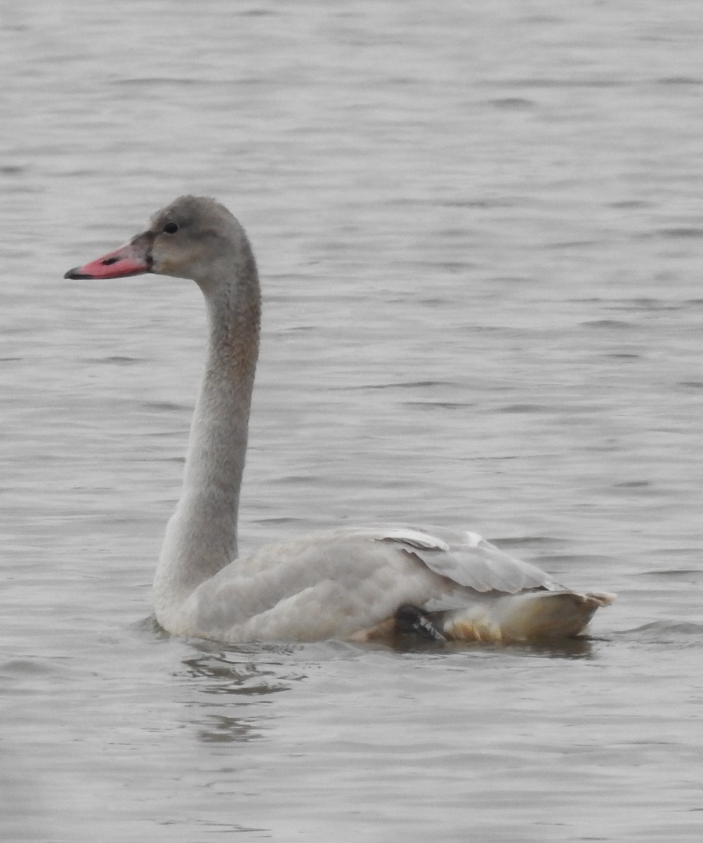 Tundra Swan - ML646601081
