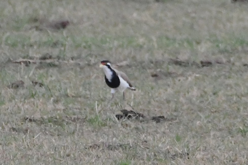 Banded Lapwing - ML646601086
