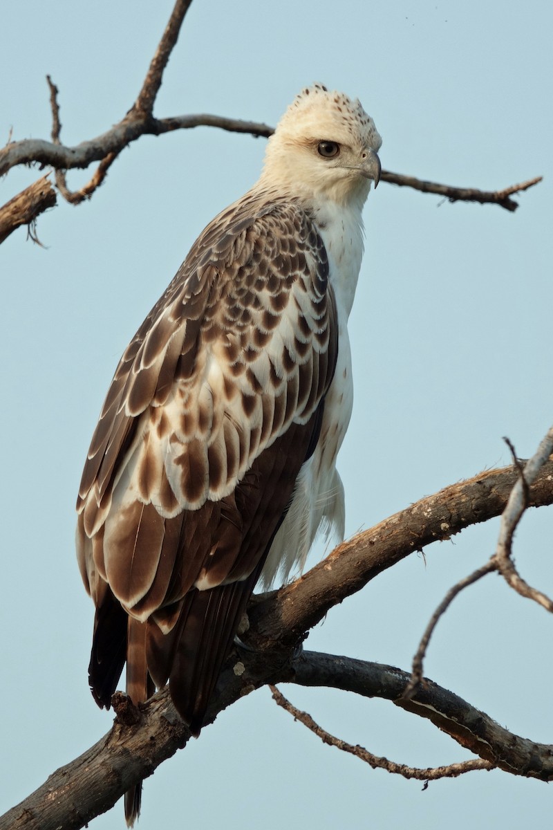 vekselskogørn - ML646601088