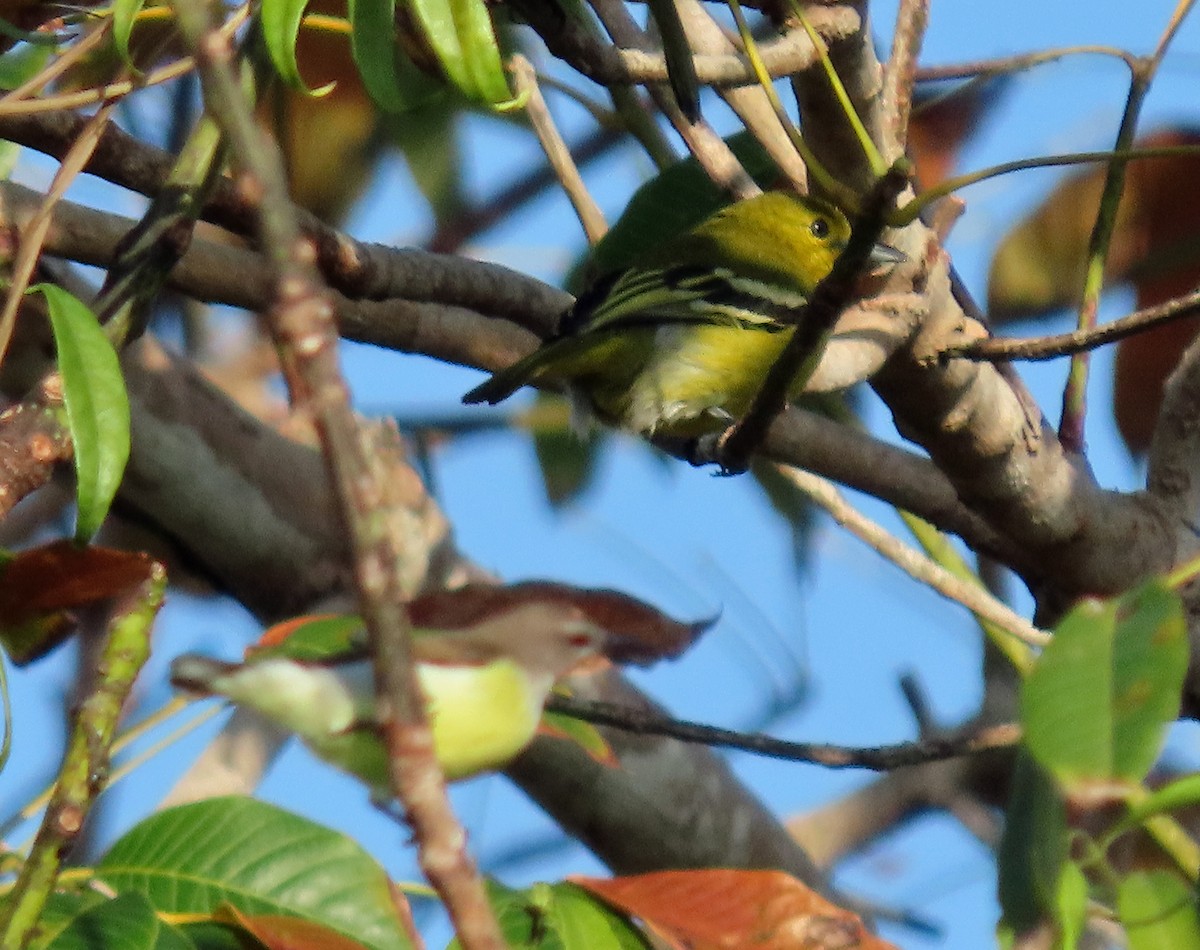 Common Iora - ML646601089