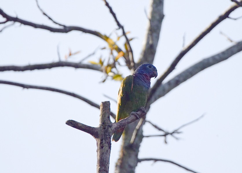 Blue-headed Parrot - ML646601090