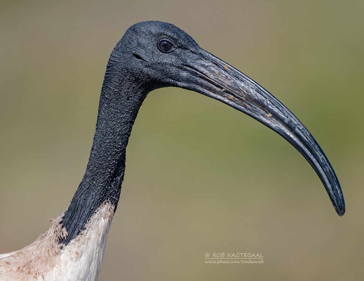 Ібіс священний - ML646601092
