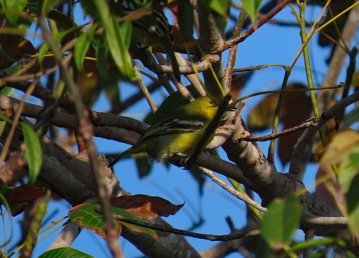 Common Iora - ML646601095