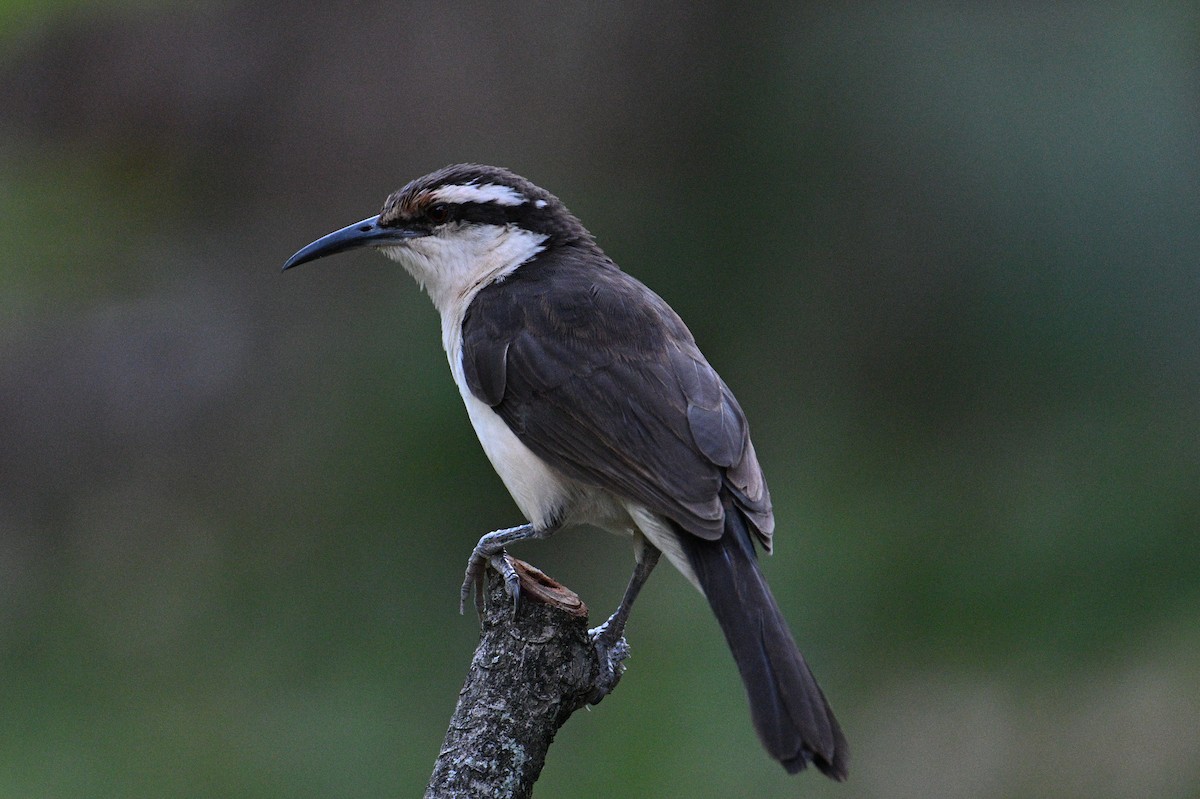 Bicolored Wren - ML646601096