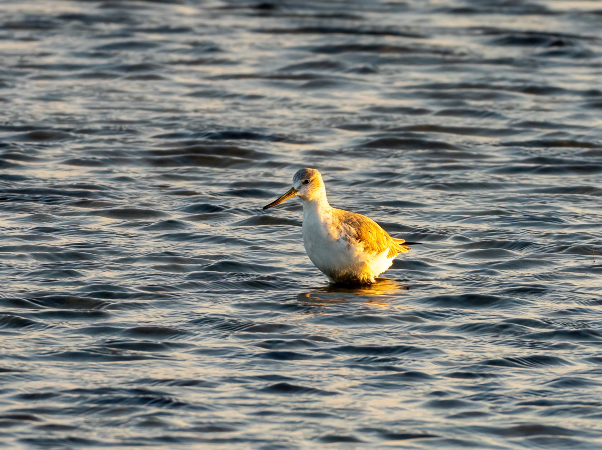 Nordmann's Greenshank - ML646601097
