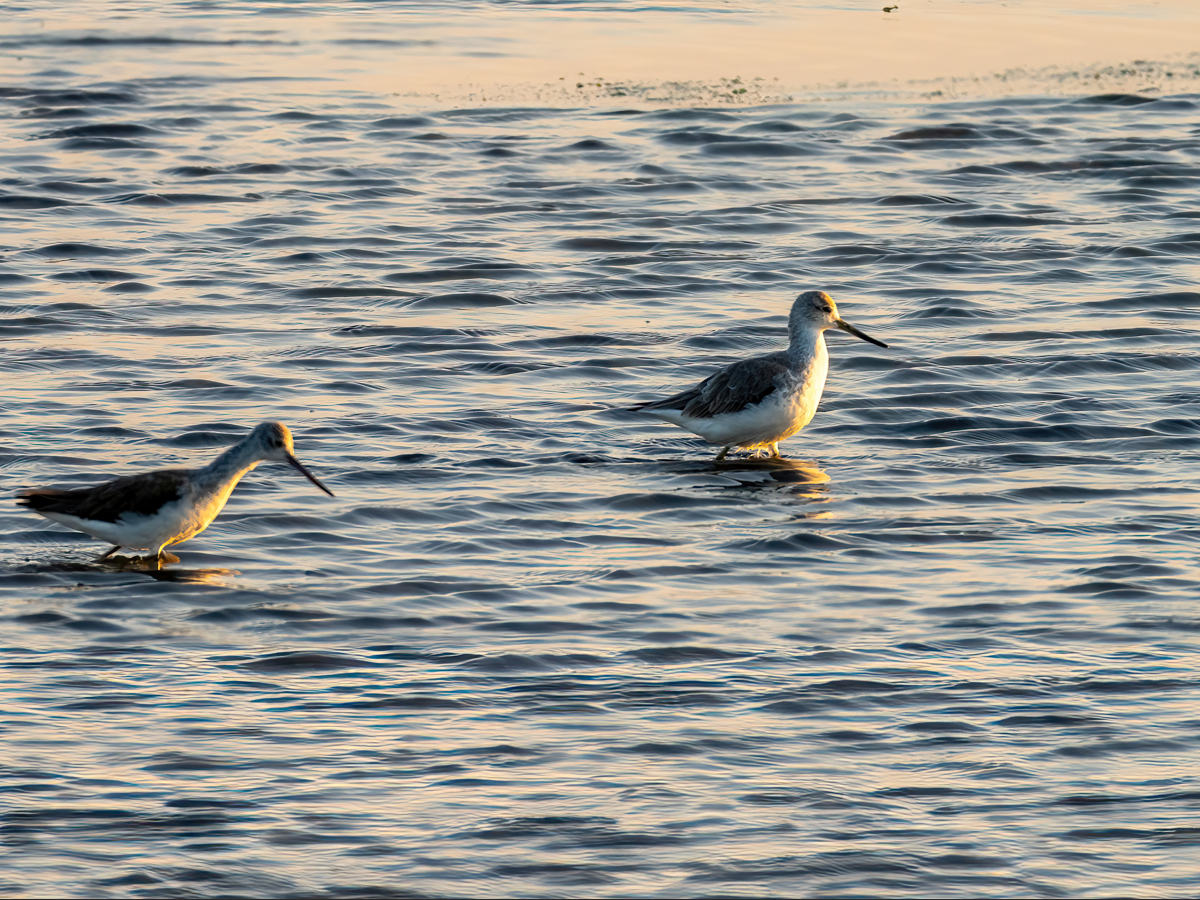 Nordmann's Greenshank - ML646601098