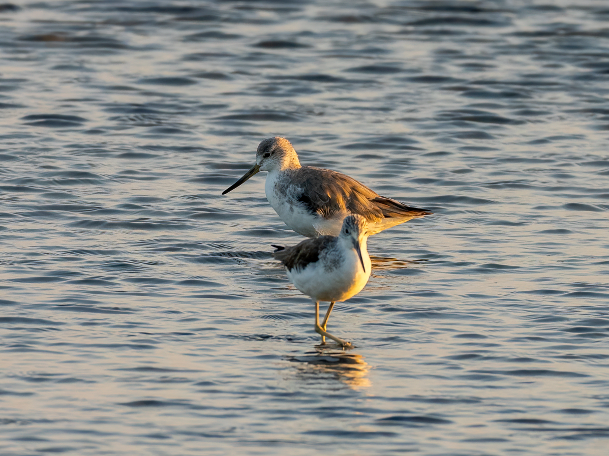 Nordmann's Greenshank - ML646601099