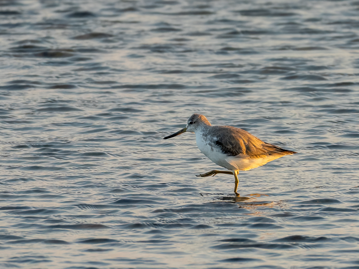 Nordmann's Greenshank - ML646601100