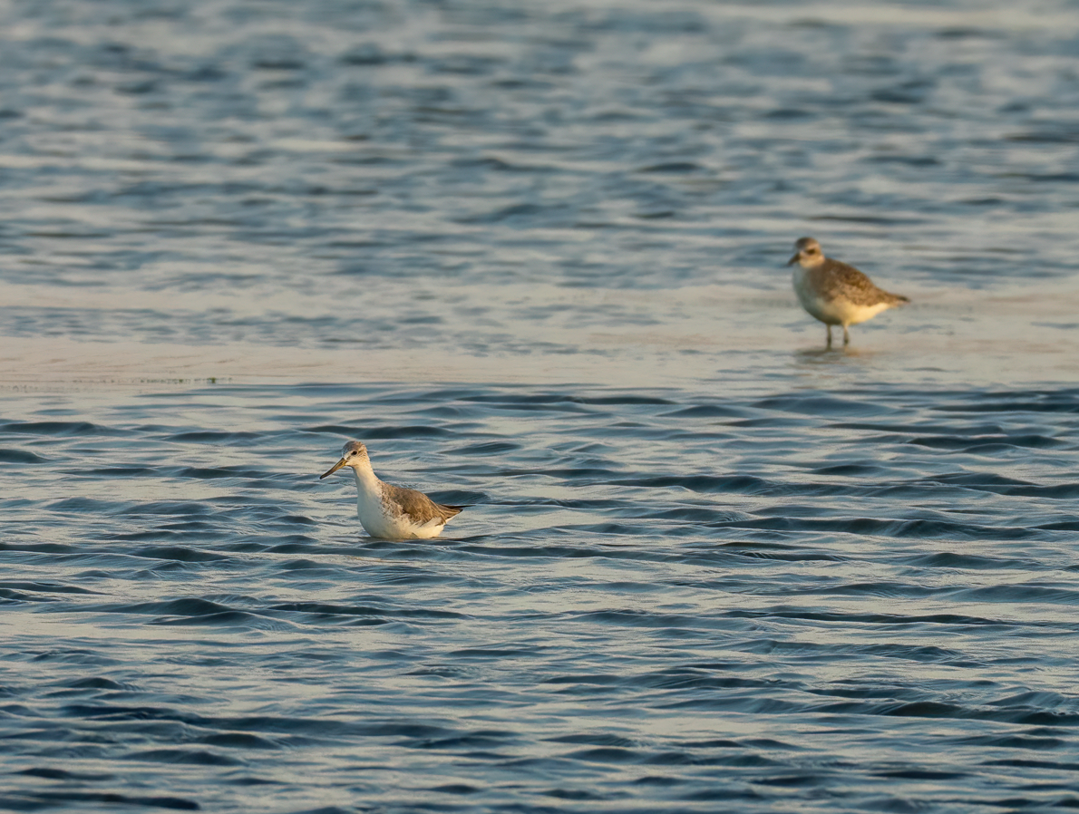 Nordmann's Greenshank - ML646601101
