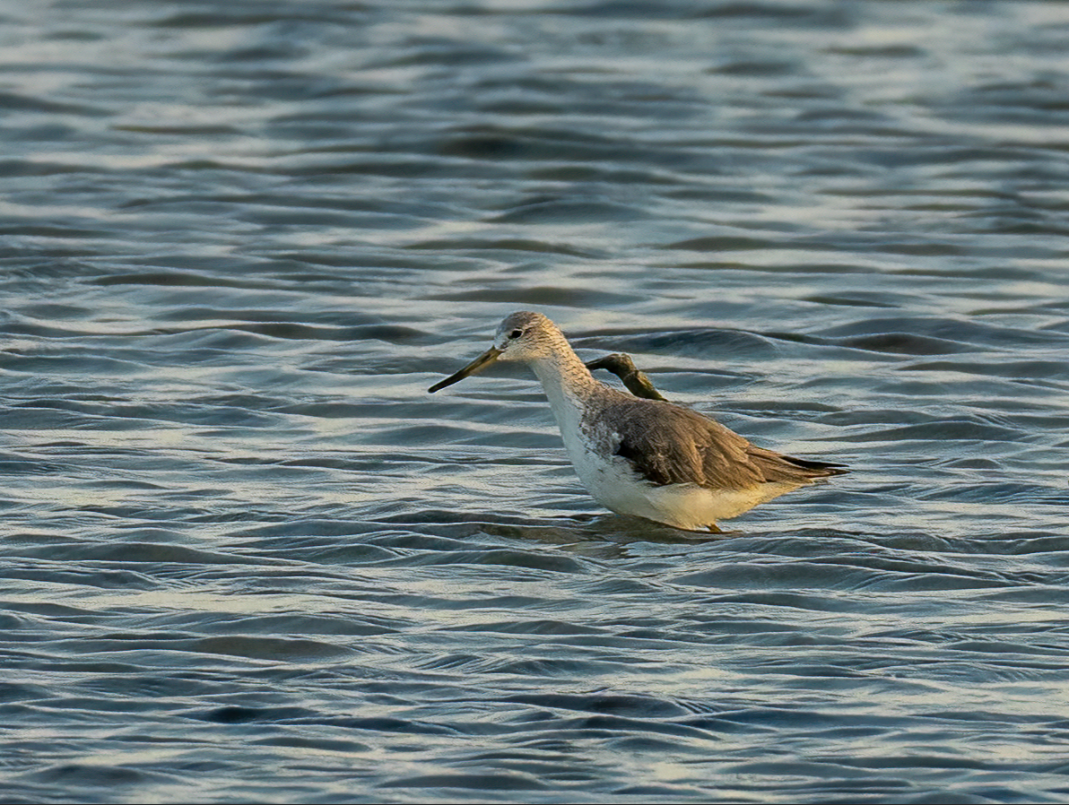 Nordmann's Greenshank - ML646601102
