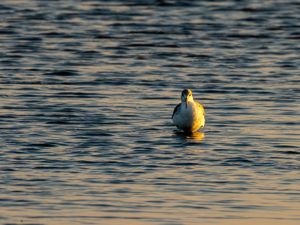 Nordmann's Greenshank - ML646601103