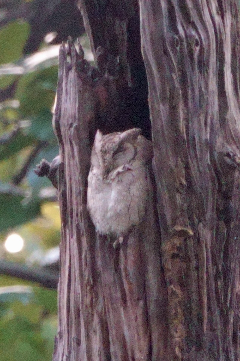 Indian Scops-Owl - ML646601105