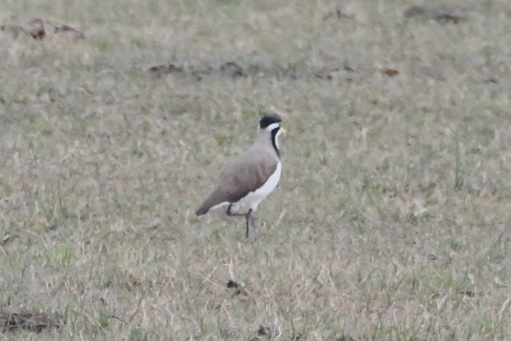Banded Lapwing - ML646601106