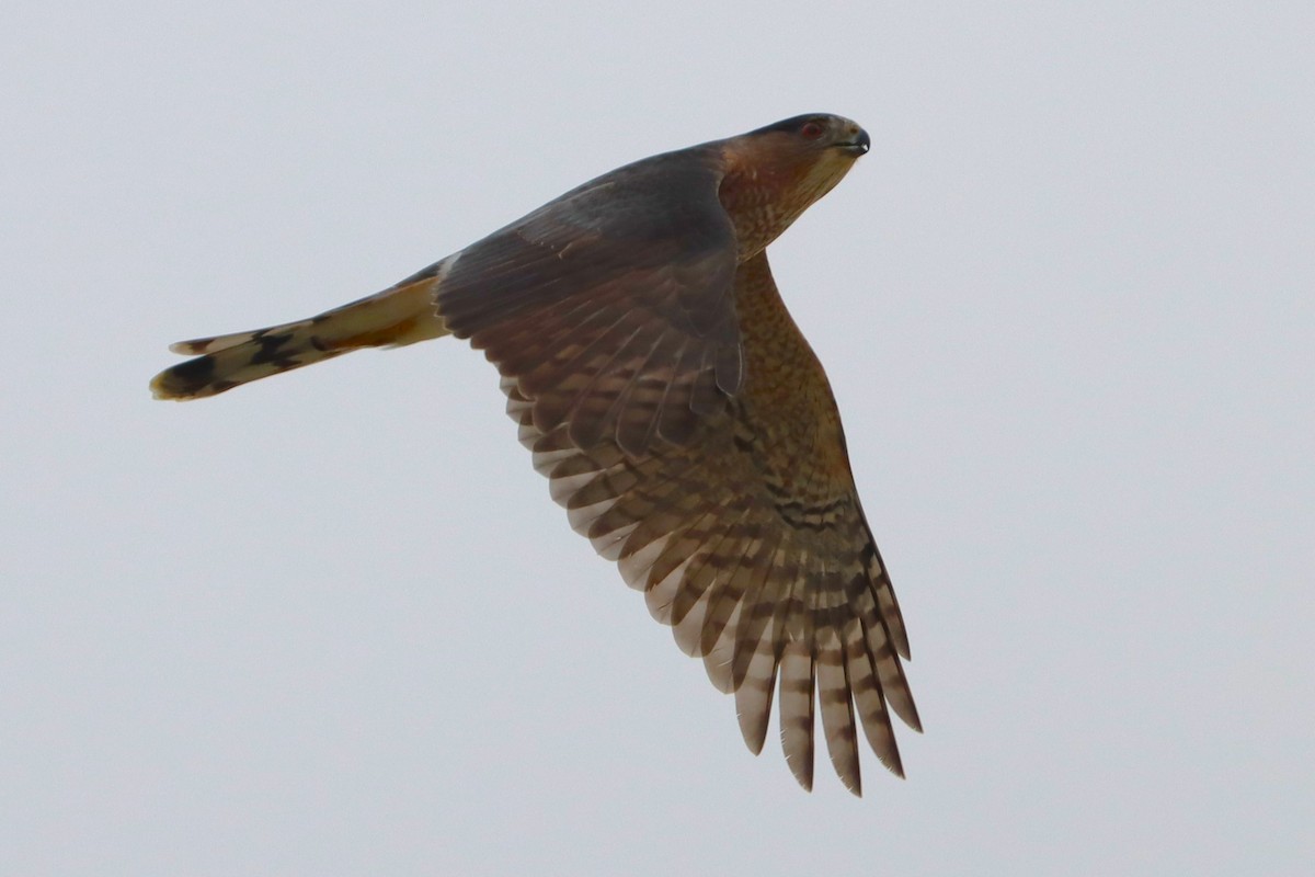 Cooper's Hawk - ML646601107