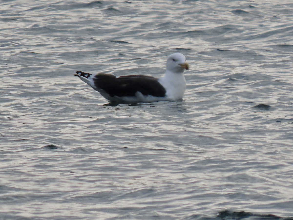 Great Black-backed Gull - ML646601109