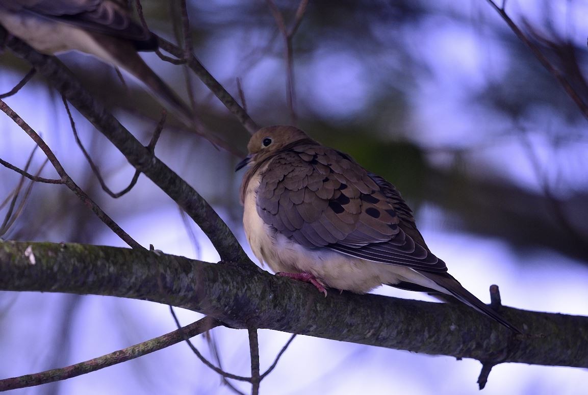 hrdlička karolínská - ML646601110