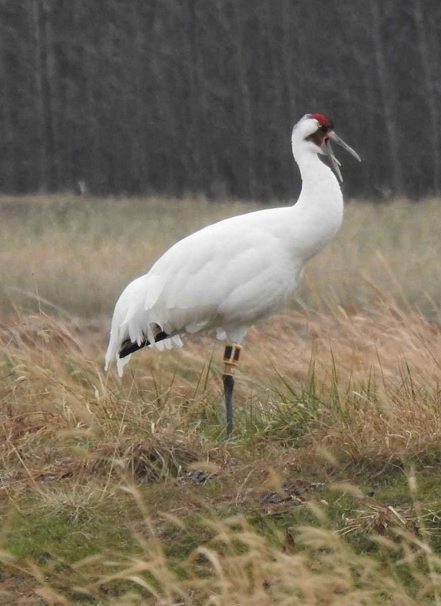 Whooping Crane - ML646601115