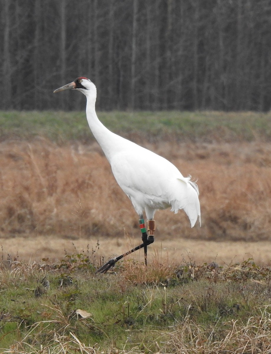 Whooping Crane - ML646601119