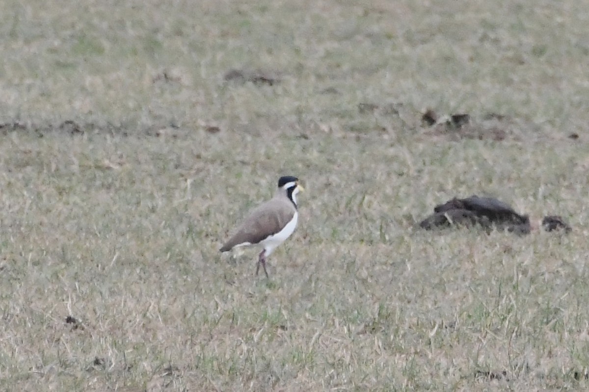 Banded Lapwing - ML646601121