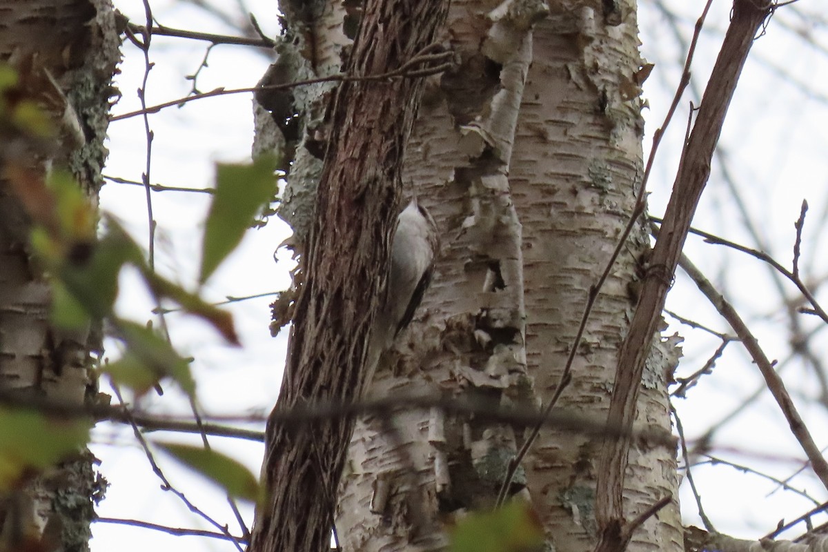 šoupálek americký - ML646601124