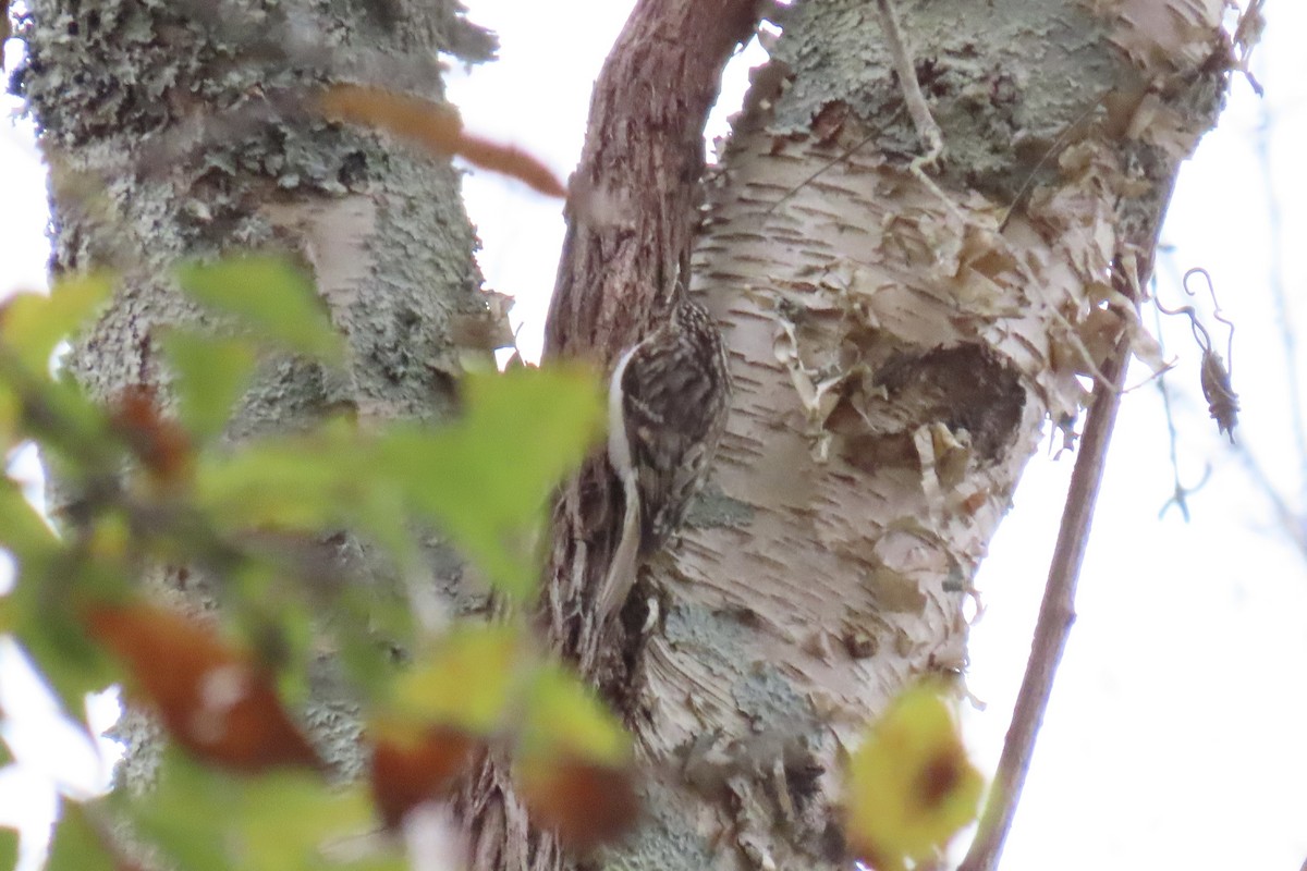 šoupálek americký - ML646601125