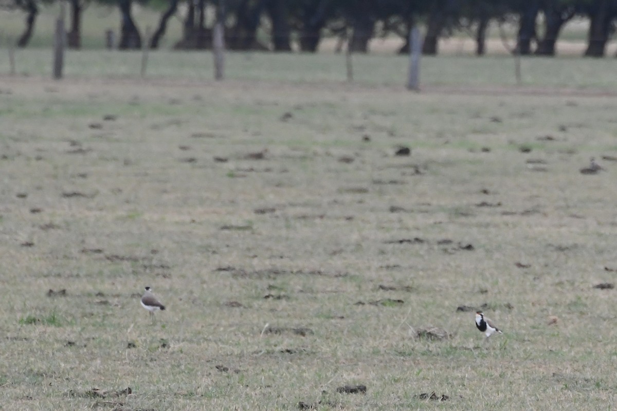 Banded Lapwing - ML646601127