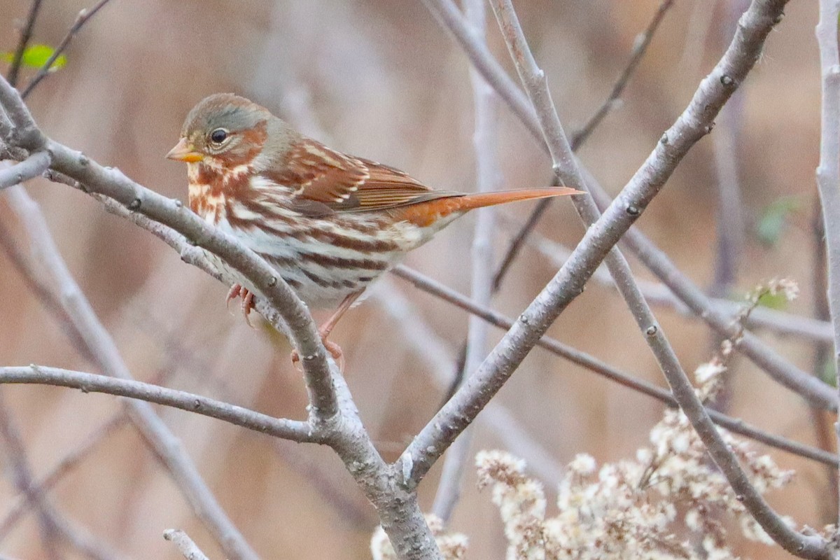 גיבתונית חומת-זנב - ML646601128