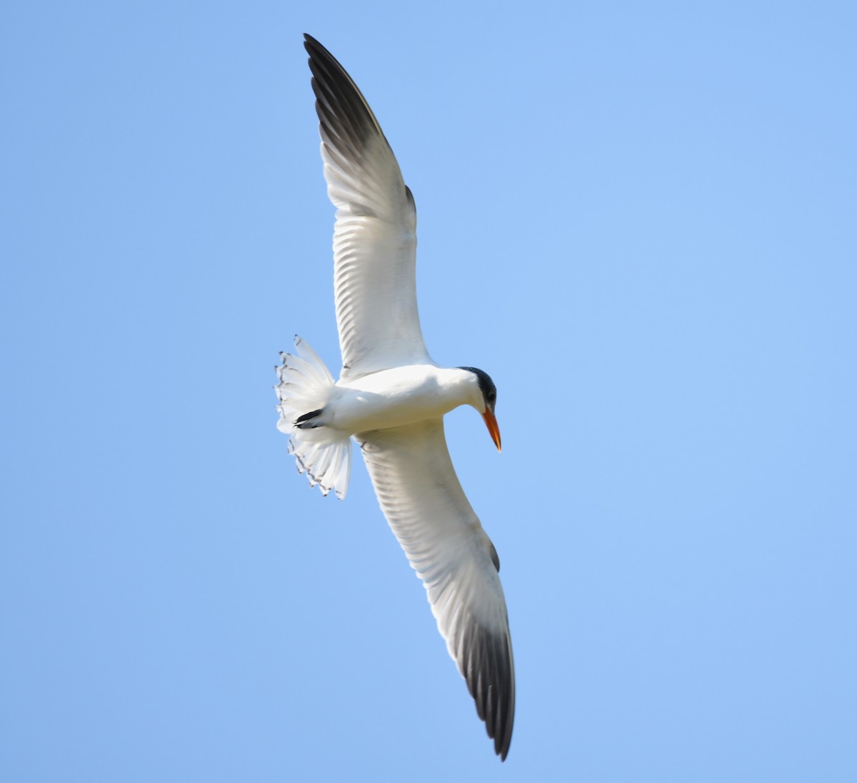 rovterne - ML646601130