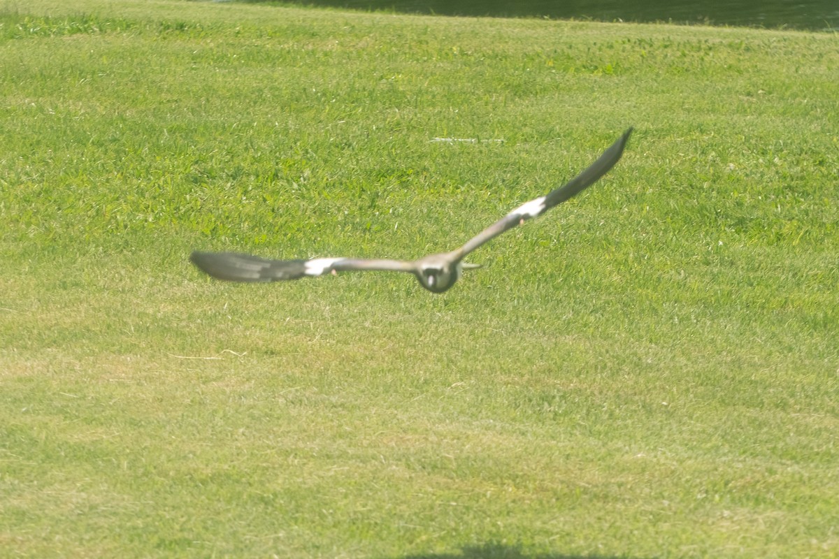 Southern Lapwing - ML646601132