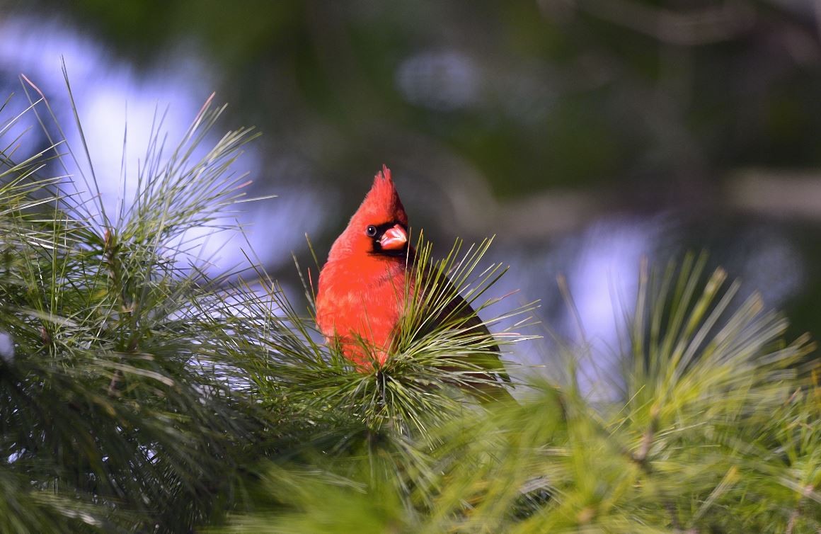 kardinál červený - ML646601136