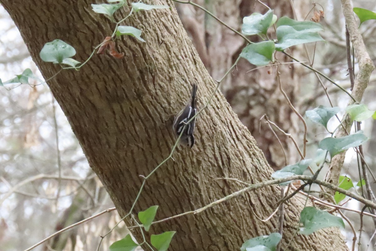 lesňáček černobílý - ML646601137