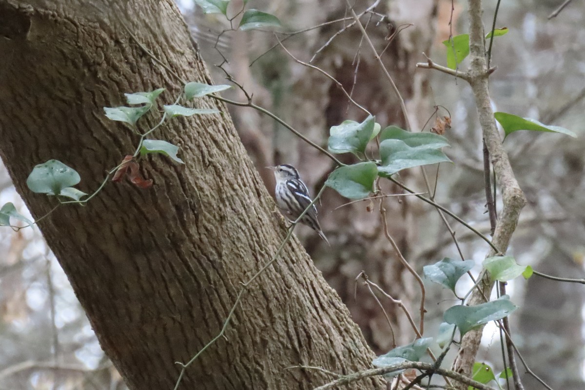 lesňáček černobílý - ML646601138