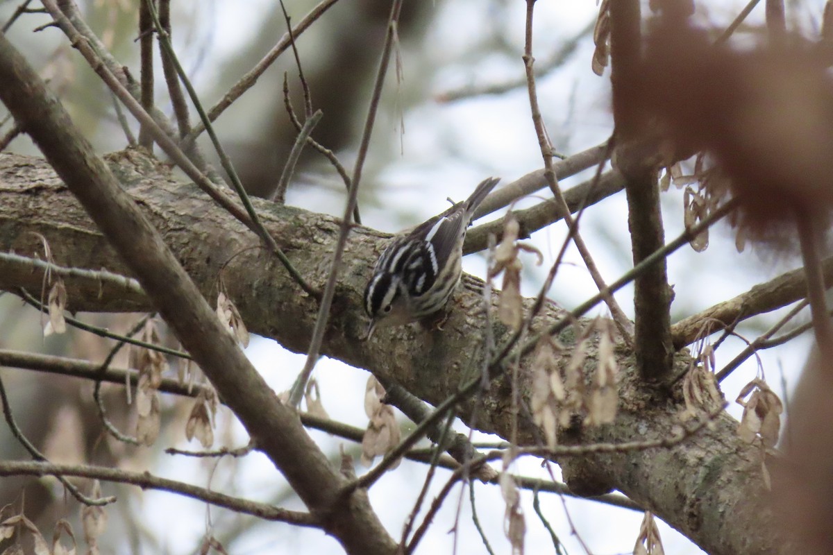 lesňáček černobílý - ML646601139