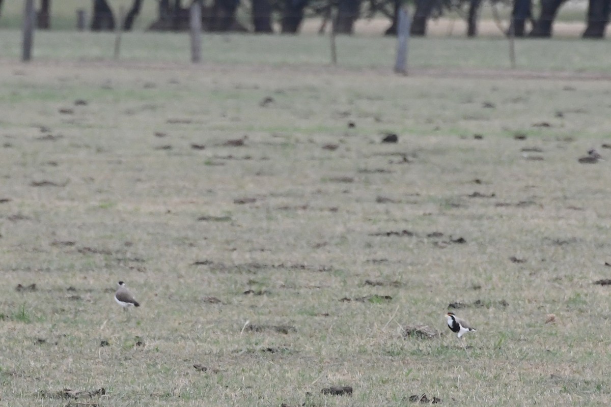 Banded Lapwing - ML646601141