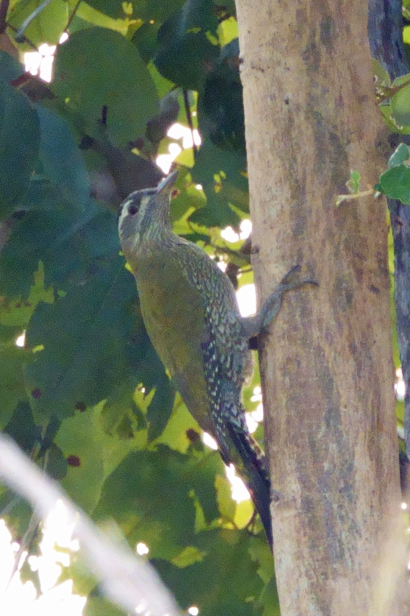 Streak-throated Woodpecker - ML646601142