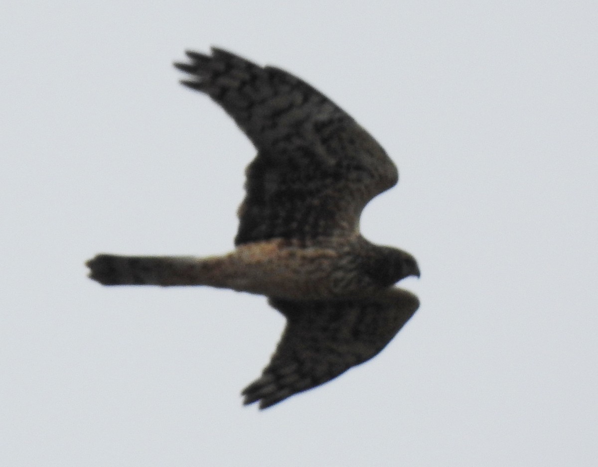 Американский лунь - ML646601143