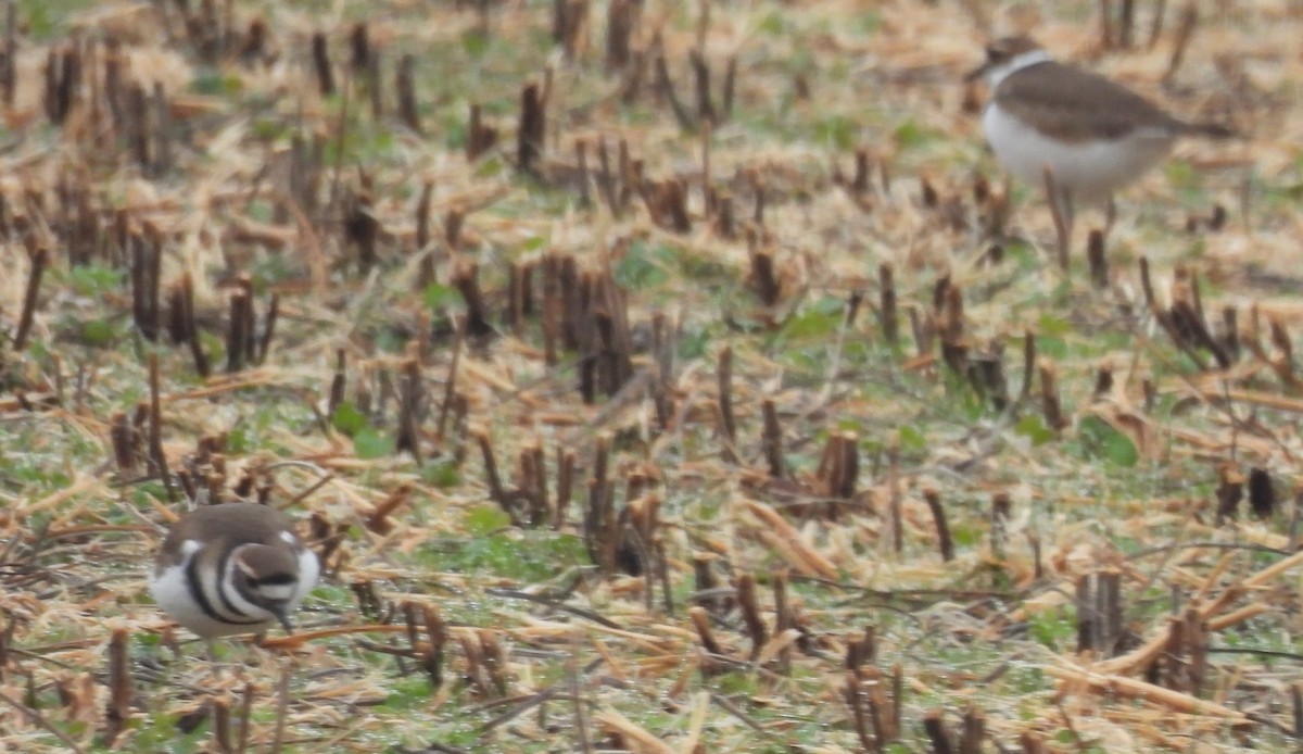 tobeltelo - ML646601150