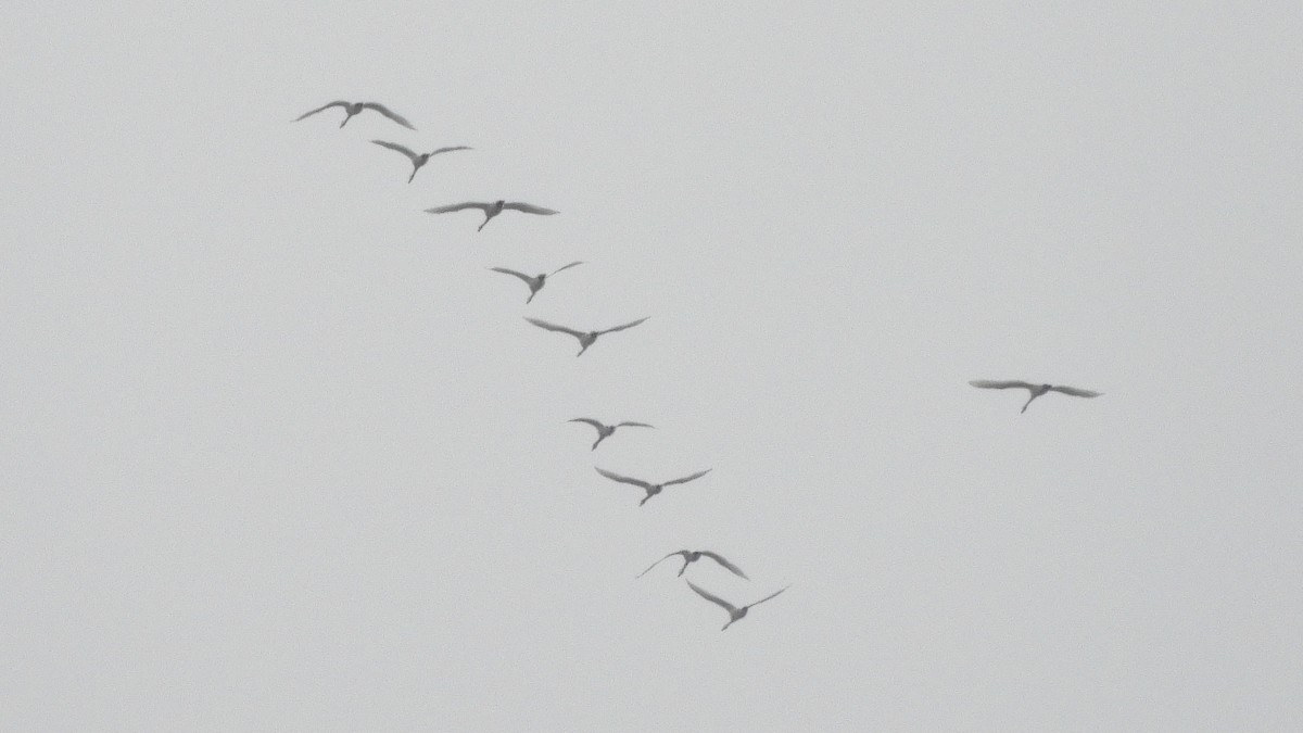 Trumpeter/Tundra Swan - ML646601152