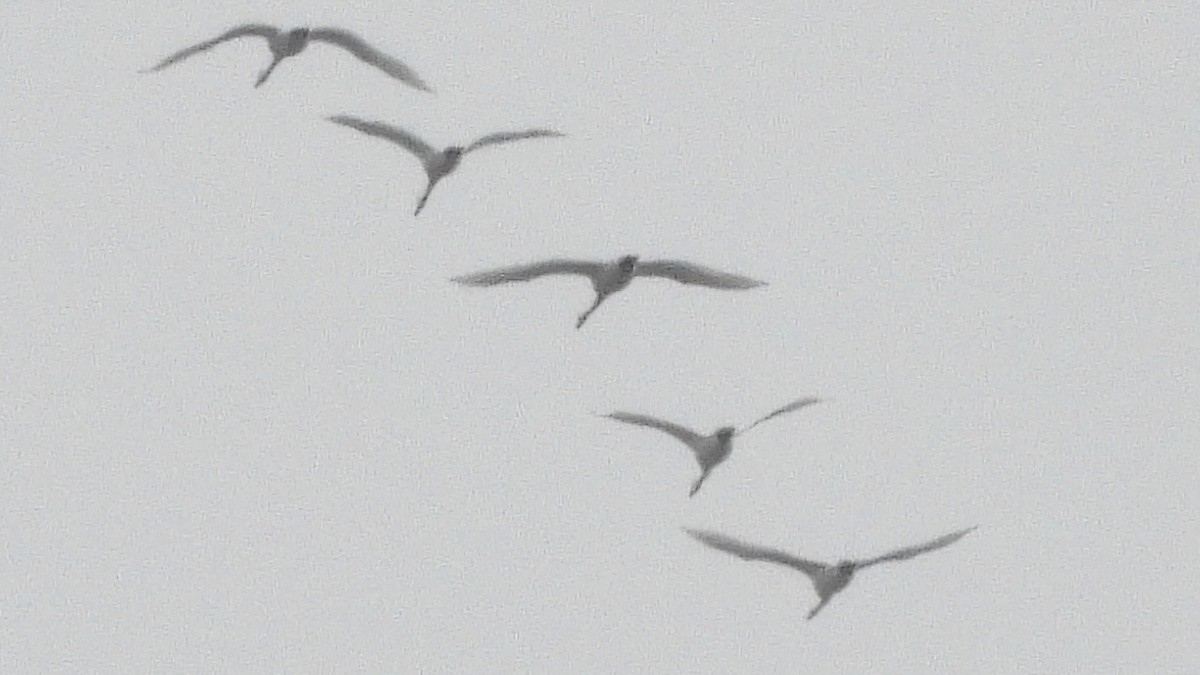 Trumpeter/Tundra Swan - ML646601153